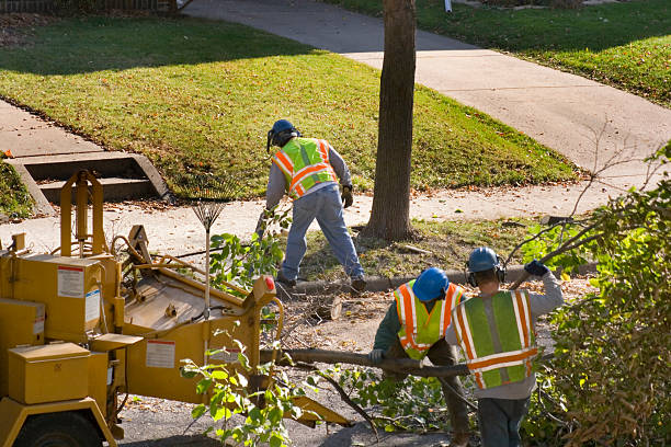 Best Fruit Tree Pruning  in North Bend, WA